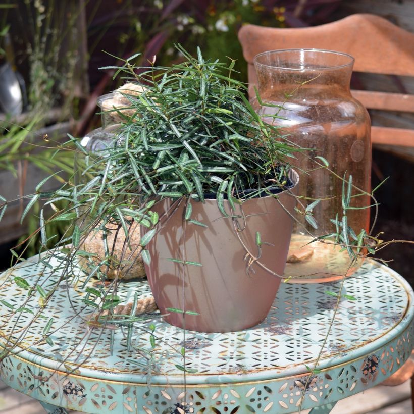 Trachelospermum jasminoides Waterwheel - Toscaanse jasmijn (Groeiplaats)