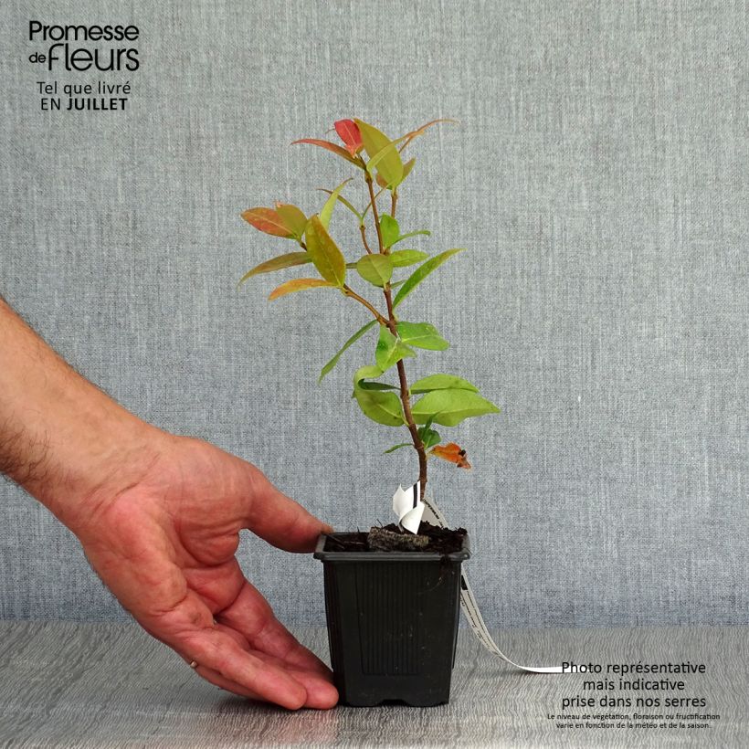 Exemplaar van Trachelospermum jasminoides - Toscaanse jasmijn Kweekpotje van 8/9 cm zoals geleverd in de zomer