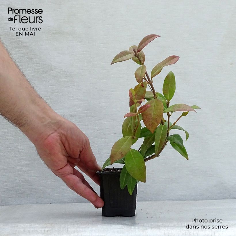 Exemplaar van Trachelospermum jasminoides - Toscaanse jasmijn Kweekpotje van 8/9 cm zoals geleverd in de lente