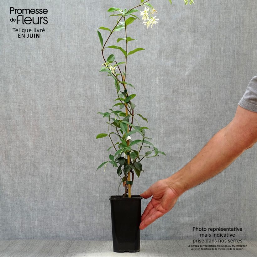 Exemplaar van Trachelospermum jasminoides - Toscaanse jasmijn Pot van 1 l/1,5 l zoals geleverd in de zomer