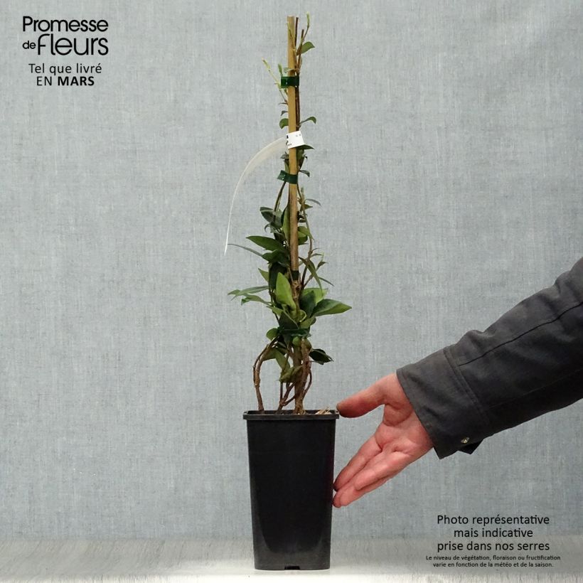 Exemplaar van Trachelospermum jasminoides - Toscaanse jasmijn Pot van 1 l/1,5 l zoals geleverd in de lente