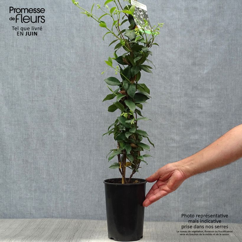 Exemplaar van Trachelospermum jasminoides - Toscaanse jasmijn Pot van 2 l/3 l zoals geleverd in de zomer