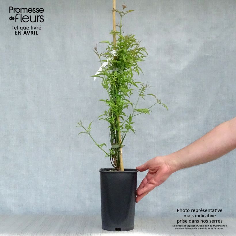 Example of Jasminum officinale - Jasmijn Pot van 2 l/3 l as you get in printemps