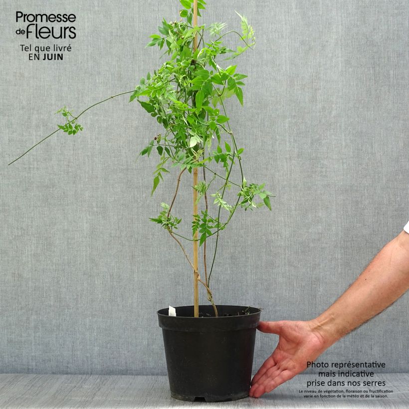 Exemplaar van Jasminum officinale - Jasmijn Pot van 4 l/5 l zoals geleverd in de zomer