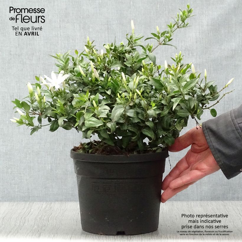 Example of Jasminum multipartitum - Wilde sterjasmijn Pot van 2 l/3 l as you get in printemps