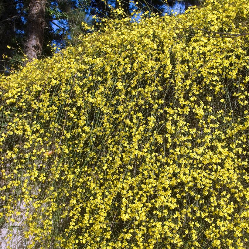 Jasminum nudiflorum - Winterjasmijn (Groeiplaats)