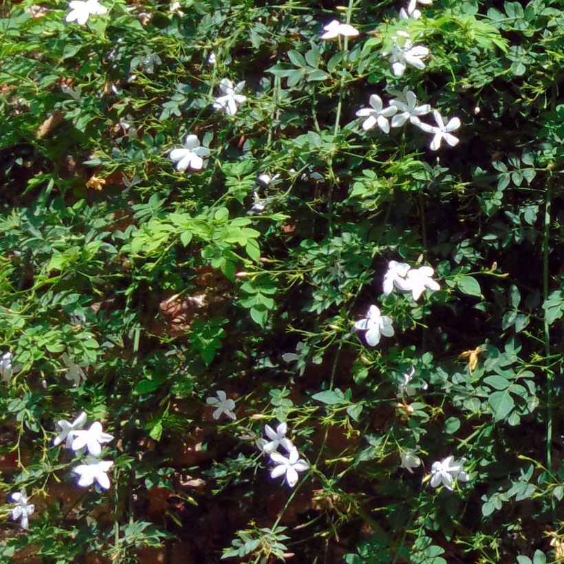 Jasminum azoricum - Azoren jasmijn (Foliage)