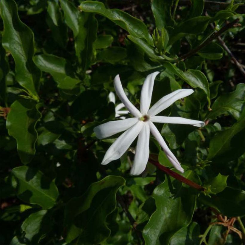 Jasminum multipartitum - Wilde sterjasmijn (Foliage)