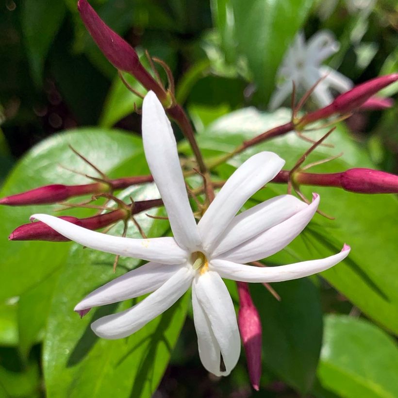 Jasminum nitidum - Jasmijn (Bloei)