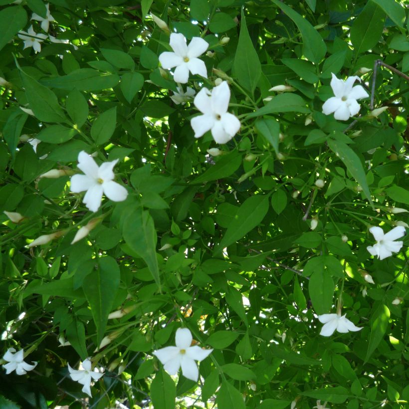 Jasminum officinale - Jasmijn (Flowering)