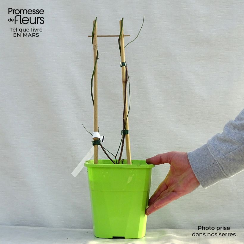 Example of Jasminum officinale Clotted Cream - Jasmijn Pot van 1,5 l/2 l as you get in printemps