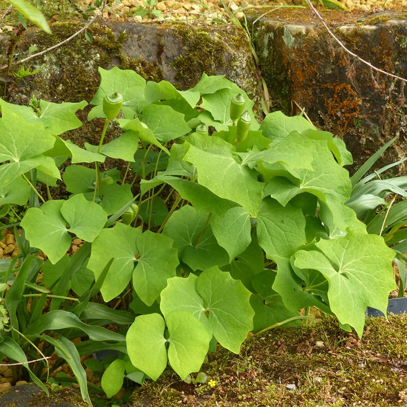Jeffersonia diphylla (Groeiplaats)