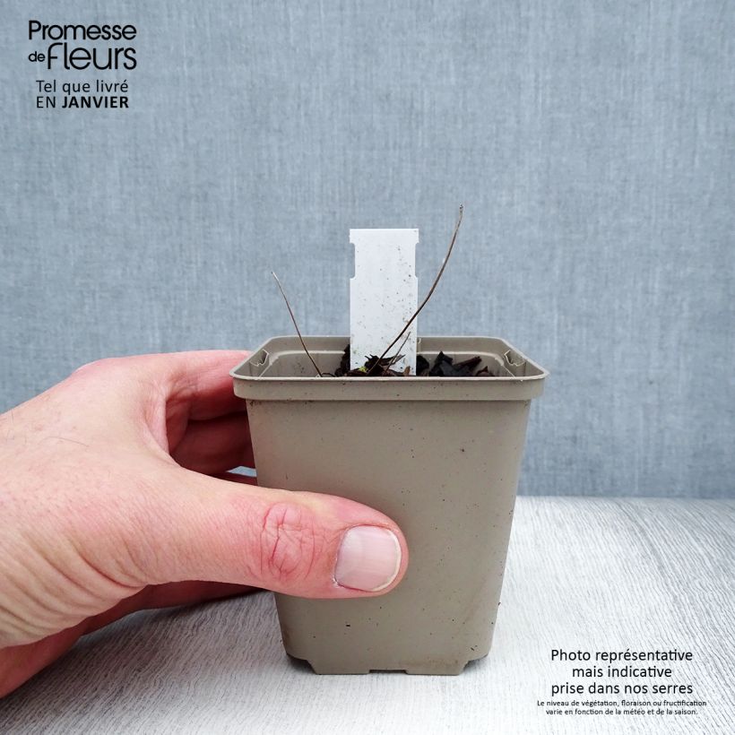 Exemplaar van Jeffersonia dubia - Schildblad Kweekpotje van 8/9 cm zoals geleverd in de winter