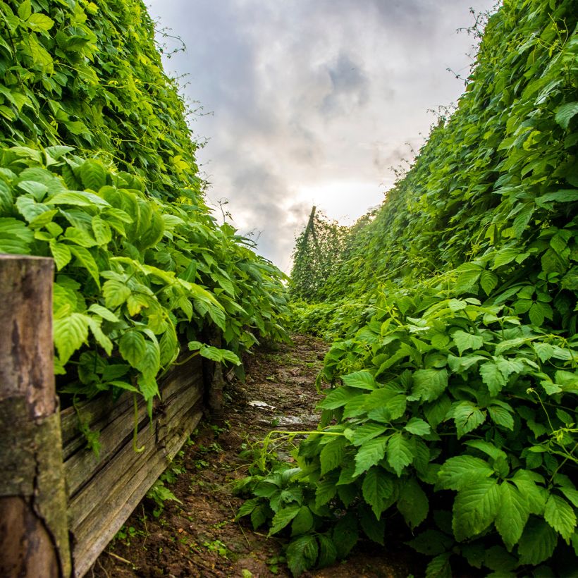 Jiaogulan - Gynostemma pentaphyllum (Groeiplaats)