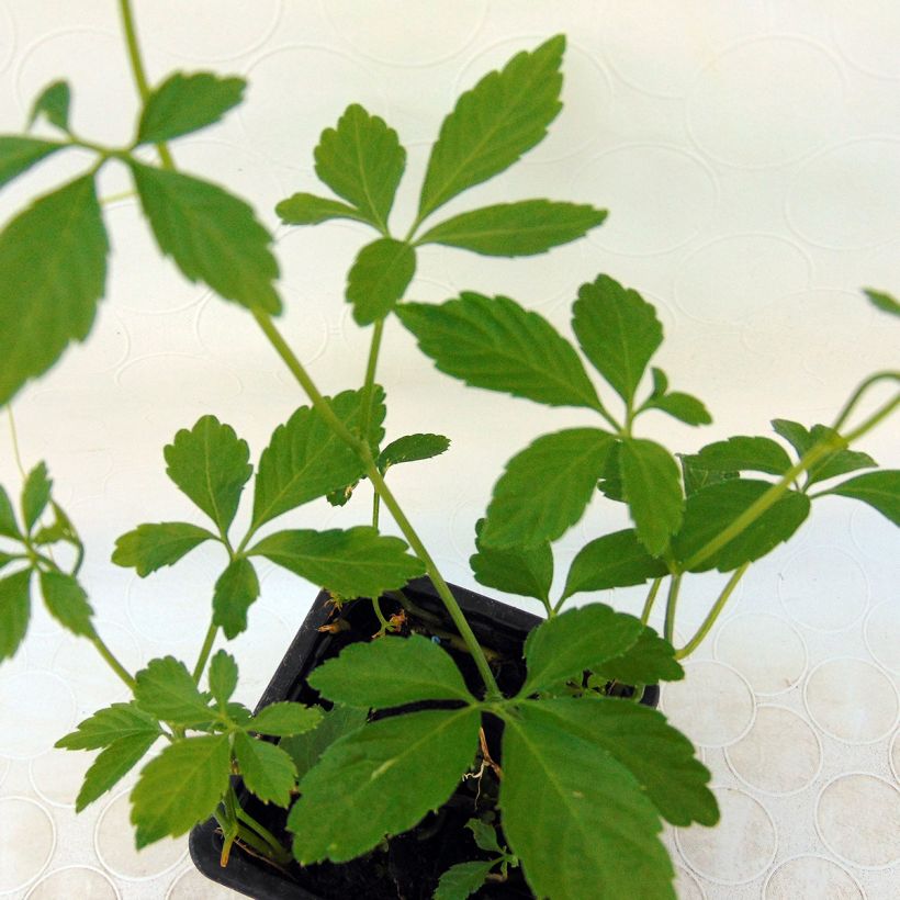 Jiaogulan Onsterfelijkheidskruid BIO - Gynostemma pentaphyllum (Foliage)