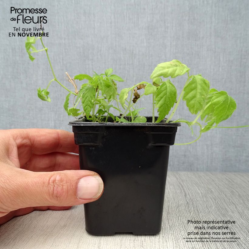 Exemplaar van Jiaogulan Onsterfelijkheidskruid BIO - Gynostemma pentaphyllum Kweekpotje van 7/8 cm zoals geleverd in de herfst