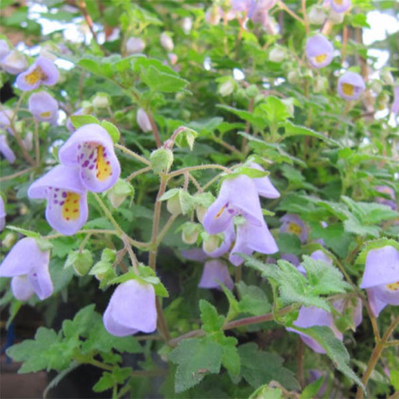 Jovellana violacea (Bloei)