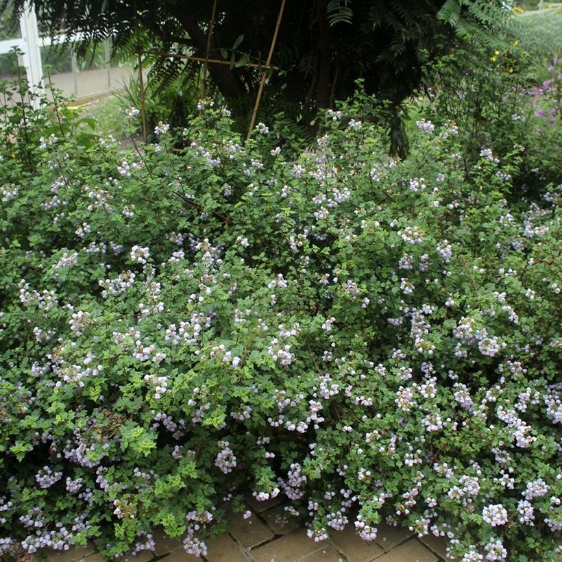Jovellana violacea (Groeiplaats)