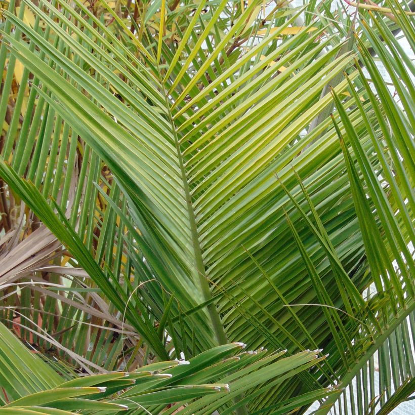 Jubaea chilensis - Chileense wijnpalm (Blad)