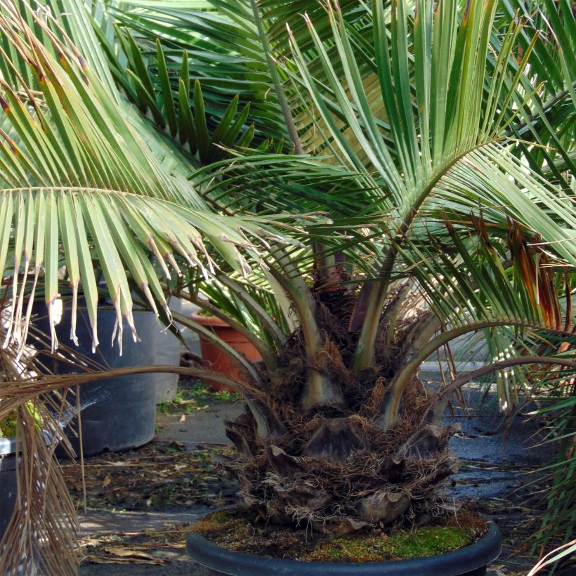 Jubaea chilensis - Chileense wijnpalm (Groeiplaats)