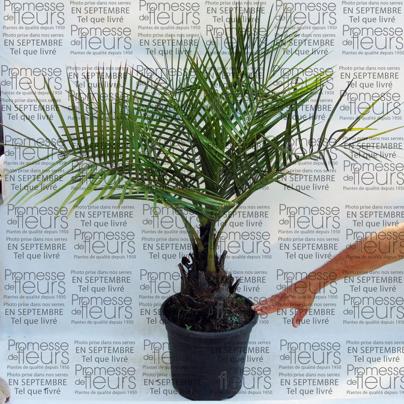 Voorbeeld van een exemplaar van Jubaea chilensis - Chileense wijnpalm Pot de 30L/35L zoals geleverd