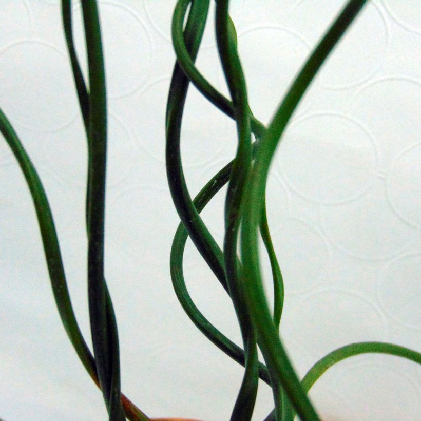 Juncus effusus Spiralis - Krulpitrus (Blad)