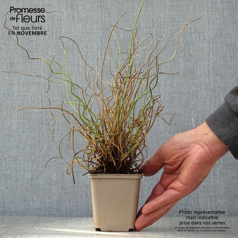 Exemplaar van Juncus effusus Spiralis - Krulpitrus Kweekpotje van 8/9 cm zoals geleverd in de herfst