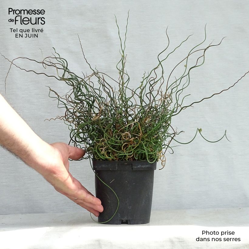 Exemplaar van Juncus effusus Spiralis - Krulpitrus Pot van 2 l/3 l zoals geleverd in de zomer