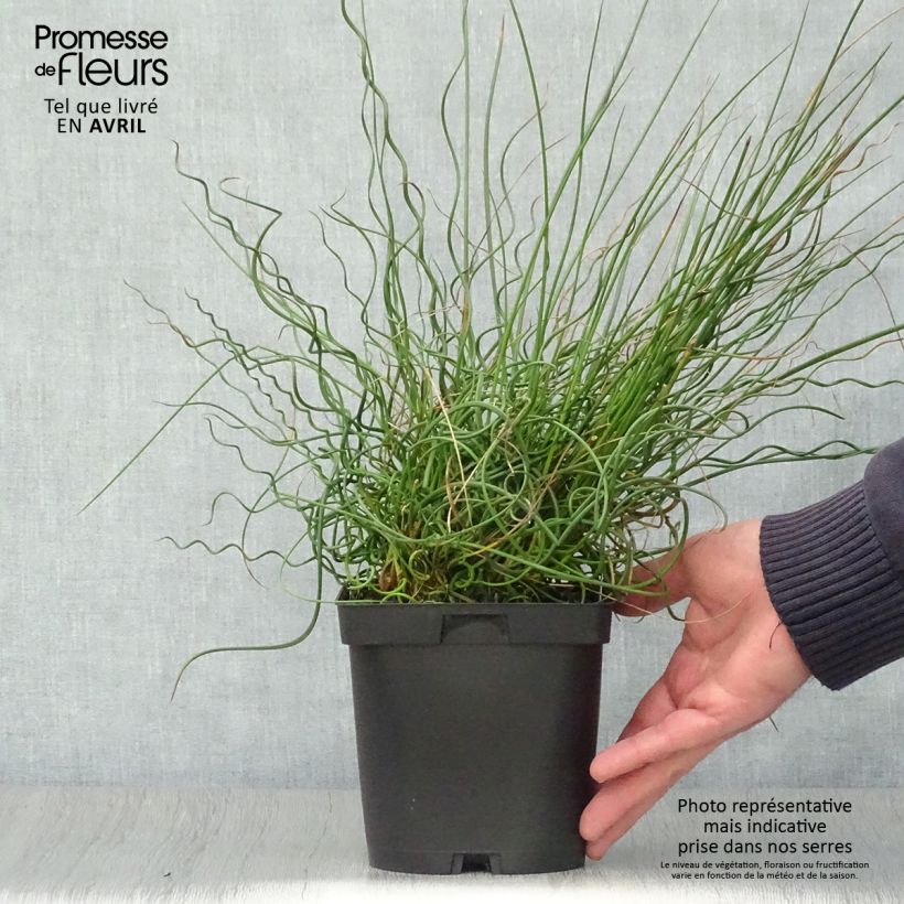 Exemplaar van Juncus effusus Spiralis - Krulpitrus Pot van 2 l/3 l zoals geleverd in de lente