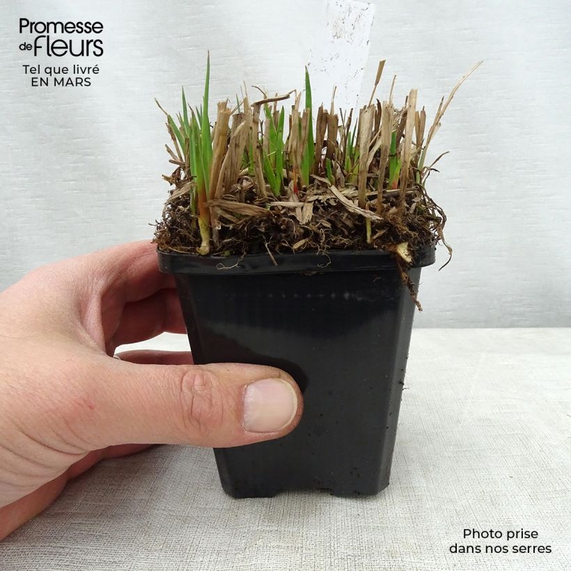 Example of Juncus ensifolius - Zwaardrus Kweekpotje van 8/9 cm as you get in printemps