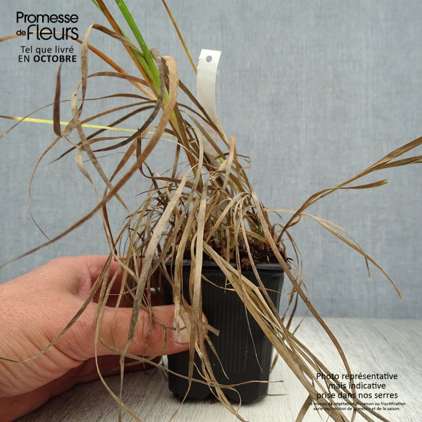 Exemplaar van Juncus ensifolius - Zwaardrus Kweekpotje van 8/9 cm zoals geleverd in de herfst