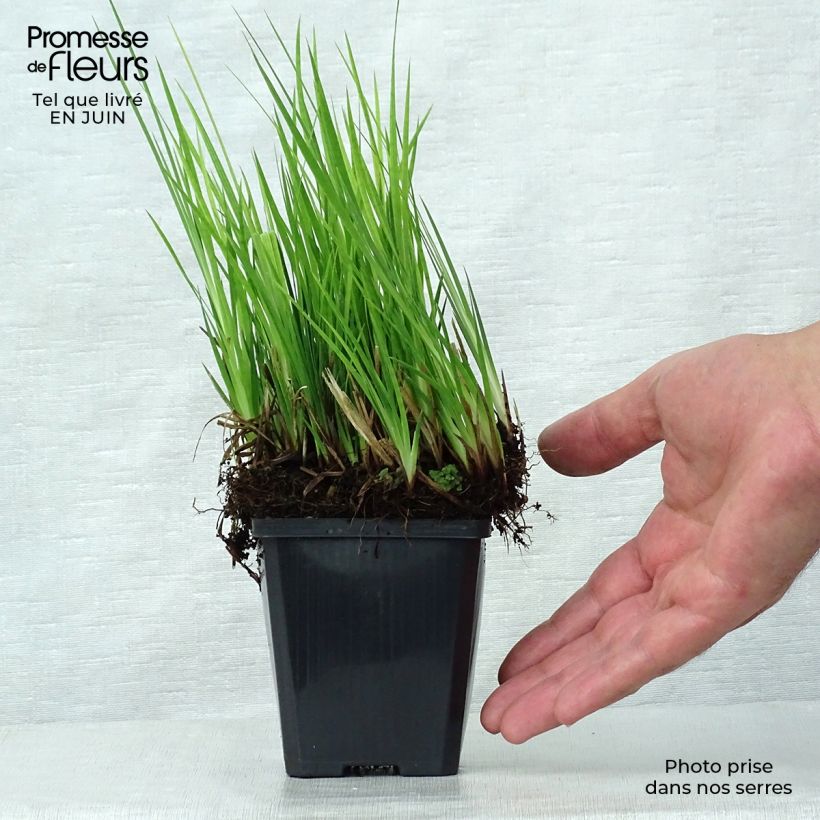 Exemplaar van Juncus ensifolius - Zwaardrus Kweekpotje van 8/9 cm zoals geleverd in de zomer