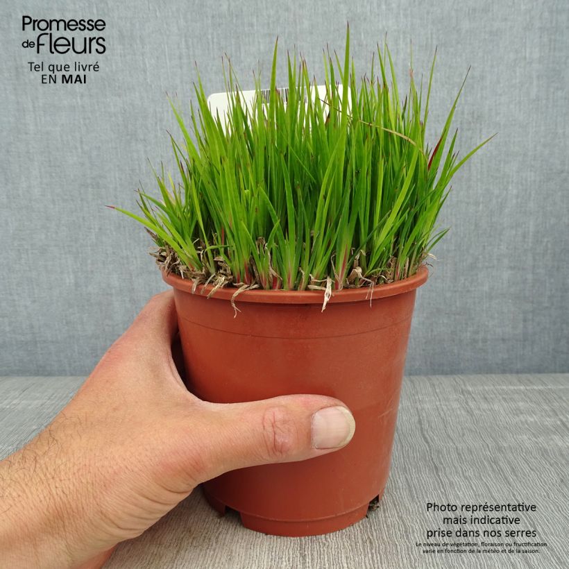 Exemplaar van Juncus ensifolius - Zwaardrus Pot van 1 l/1,5 l zoals geleverd in de lente