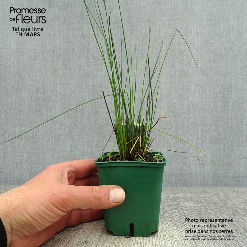 Exemplaar van Juncus inflexus Blue Dart - Zeegroene rus Kweekpotje van 8/9 cm zoals geleverd in de lente