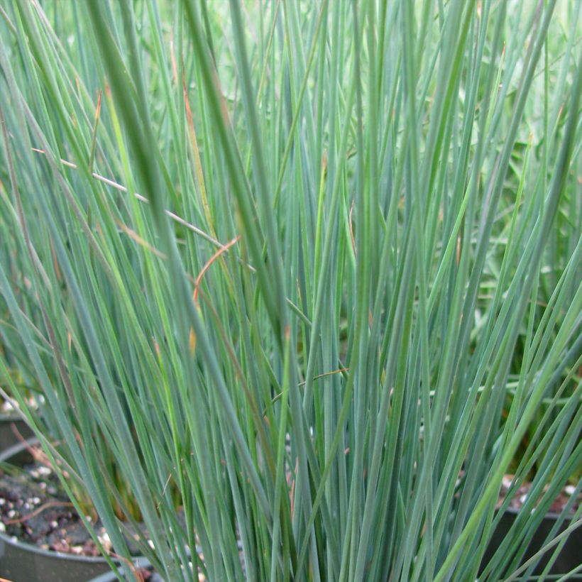 Juncus inflexus Blue Dart - Zeegroene rus (Blad)