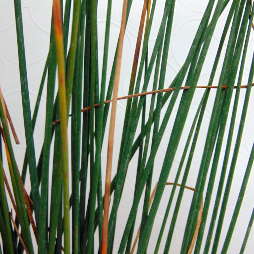 Juncus inflexus - Zeegroene rus (Blad)