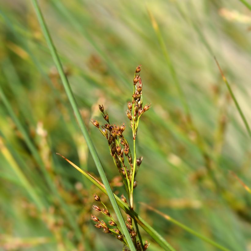 Juncus inflexus - Zeegroene rus (Bloei)