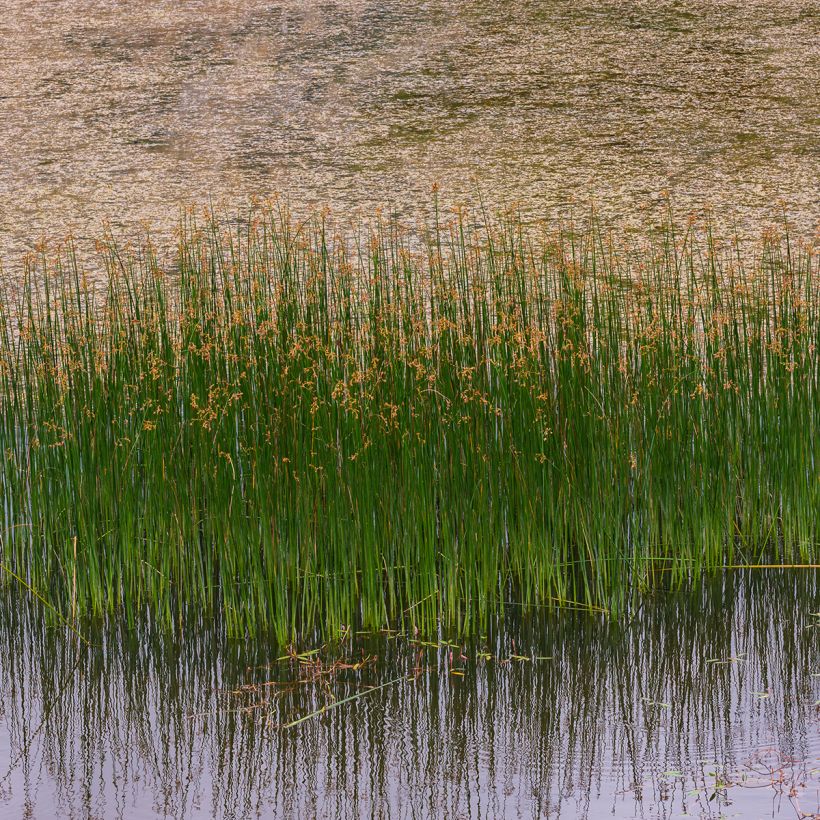 Juncus inflexus - Zeegroene rus (Groeiplaats)
