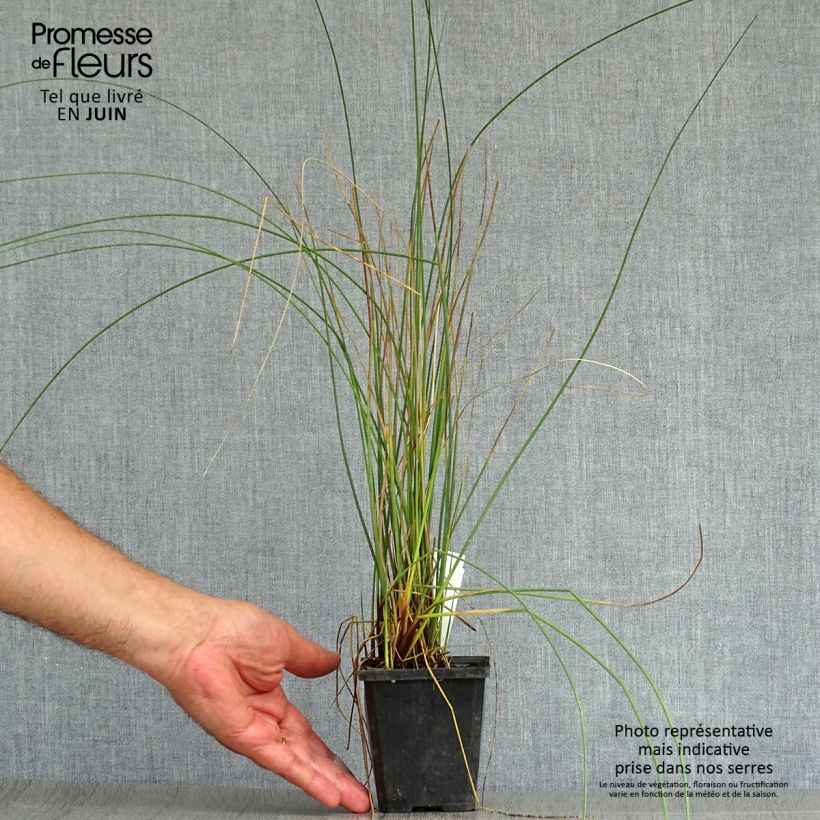 Exemplaar van Juncus inflexus - Zeegroene rus Kweekpotje van 8/9 cm zoals geleverd in de zomer