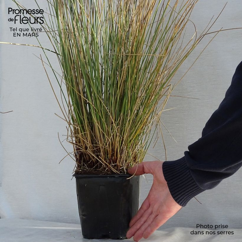Exemplaar van Juncus inflexus - Zeegroene rus Pot van 2 l/3 l zoals geleverd in de lente