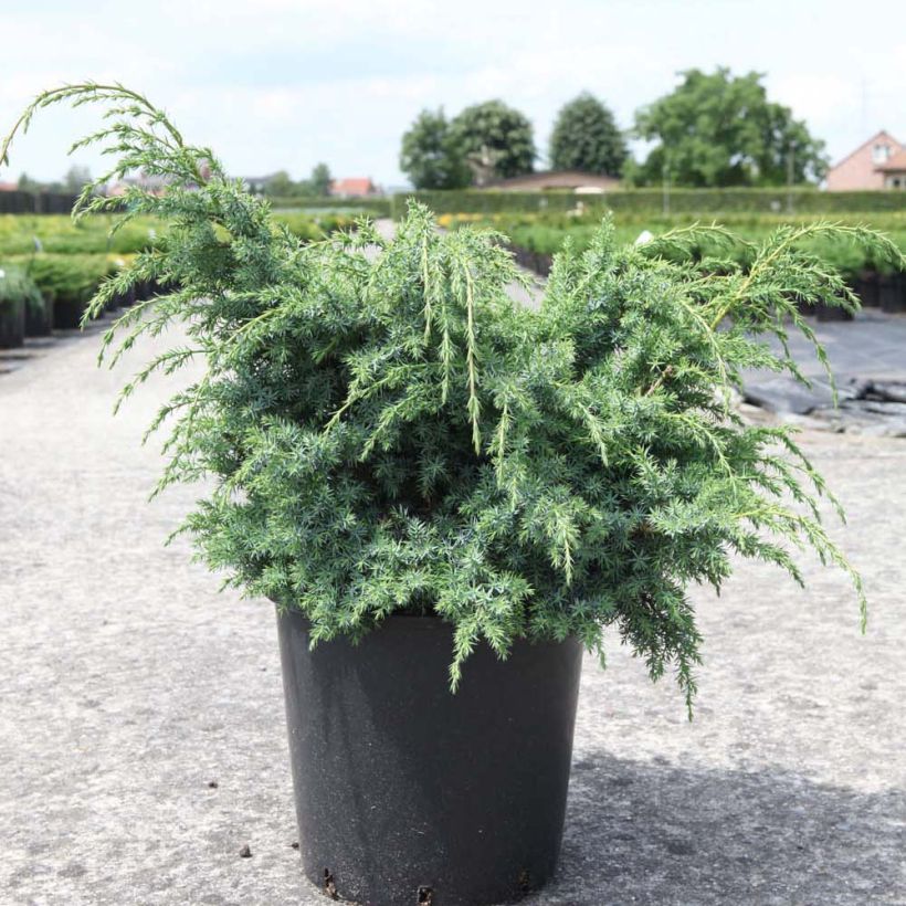 Juniperus chinensis Blue Alps - Chinese jeneverbes (Plant habit)