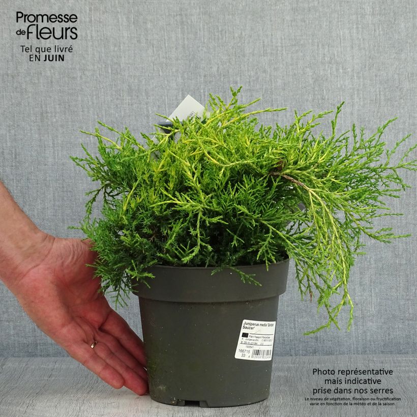 Example of Juniperus chinensis Golden Saucer - Jeneverbes Pot van 2 l/3 l as you get in printemps