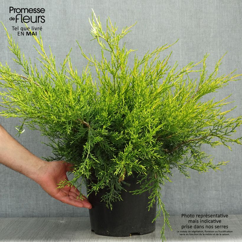 Exemplaar van Juniperus chinensis Kuriwao Gold Pot van 7,5 l/10 l zoals geleverd in de lente