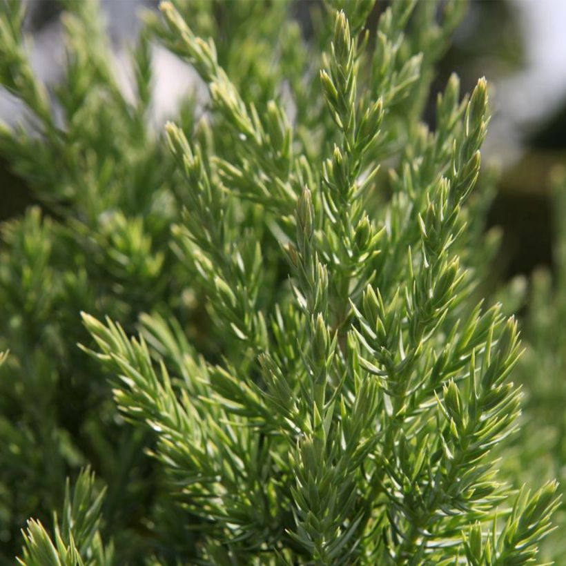 Juniperus chinensis Stricta - Chinese jeneverbes (Blad)