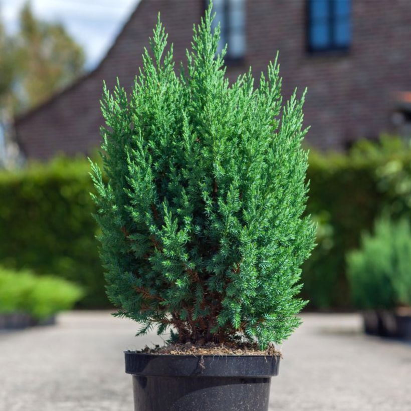 Juniperus chinensis Stricta - Chinese jeneverbes (Groeiplaats)