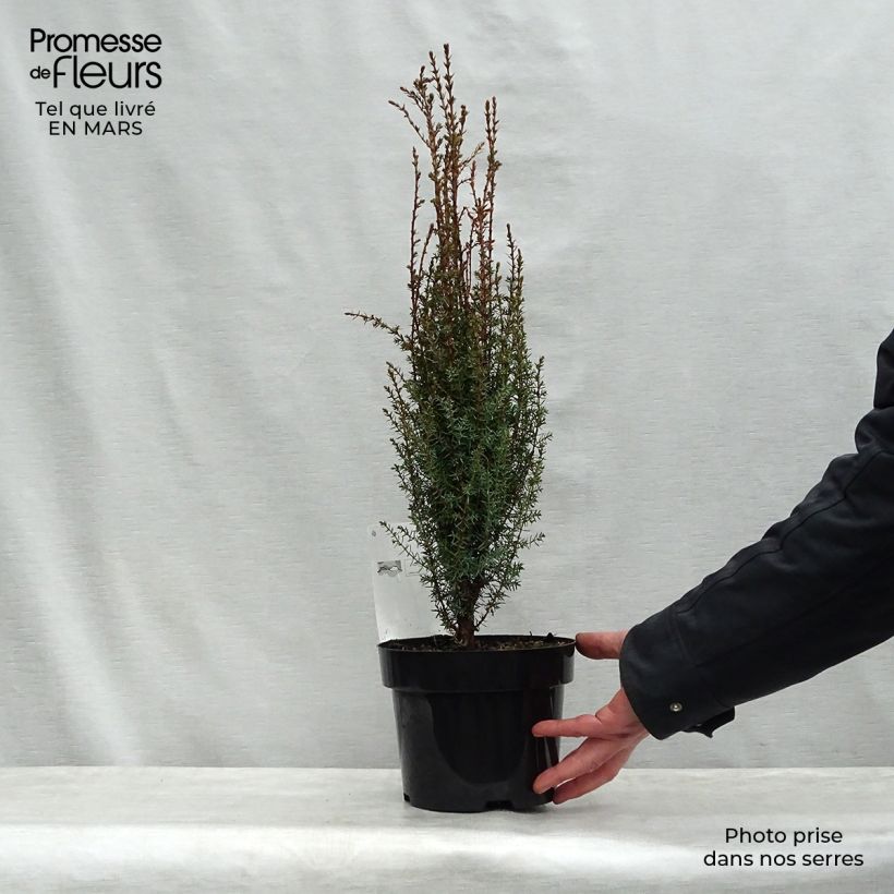 Example of Juniperus communis Arnold - Jeneverbes Pot van 2 l/3 l as you get in printemps