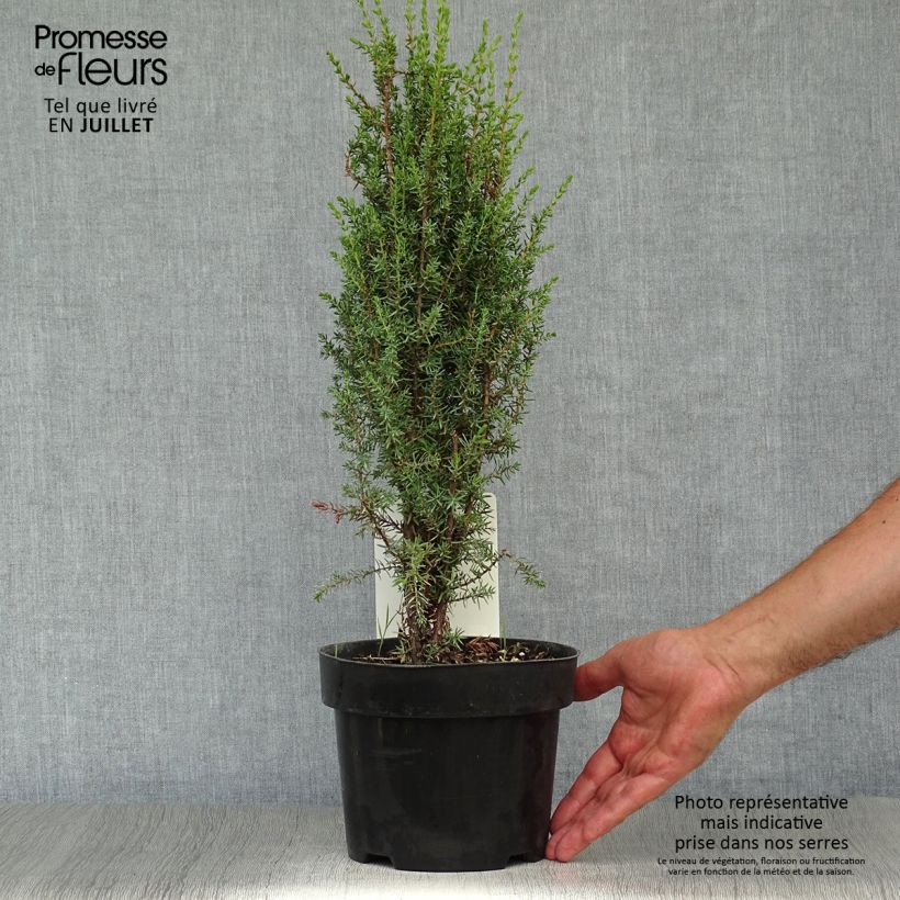 Exemplaar van Juniperus communis Arnold - Jeneverbes Pot van 2 l/3 l zoals geleverd in de zomer