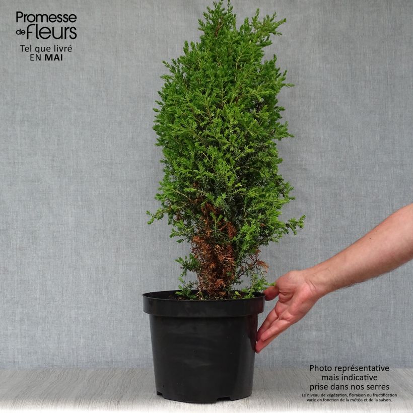 Example of Juniperus communis Arnold - Jeneverbes Pot van 7,5 l/10 l as you get in printemps