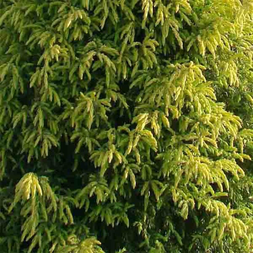 Juniperus communis Gold Cone - Jeneverbes (Blad)