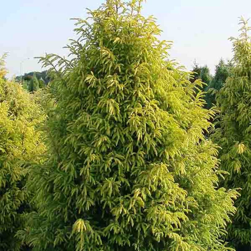 Juniperus communis Gold Cone - Jeneverbes (Groeiplaats)